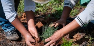 Jalisco supera meta de reforestación con más de 319 mil árboles y plantas