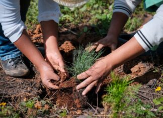 Jalisco supera meta de reforestación con más de 319 mil árboles y plantas